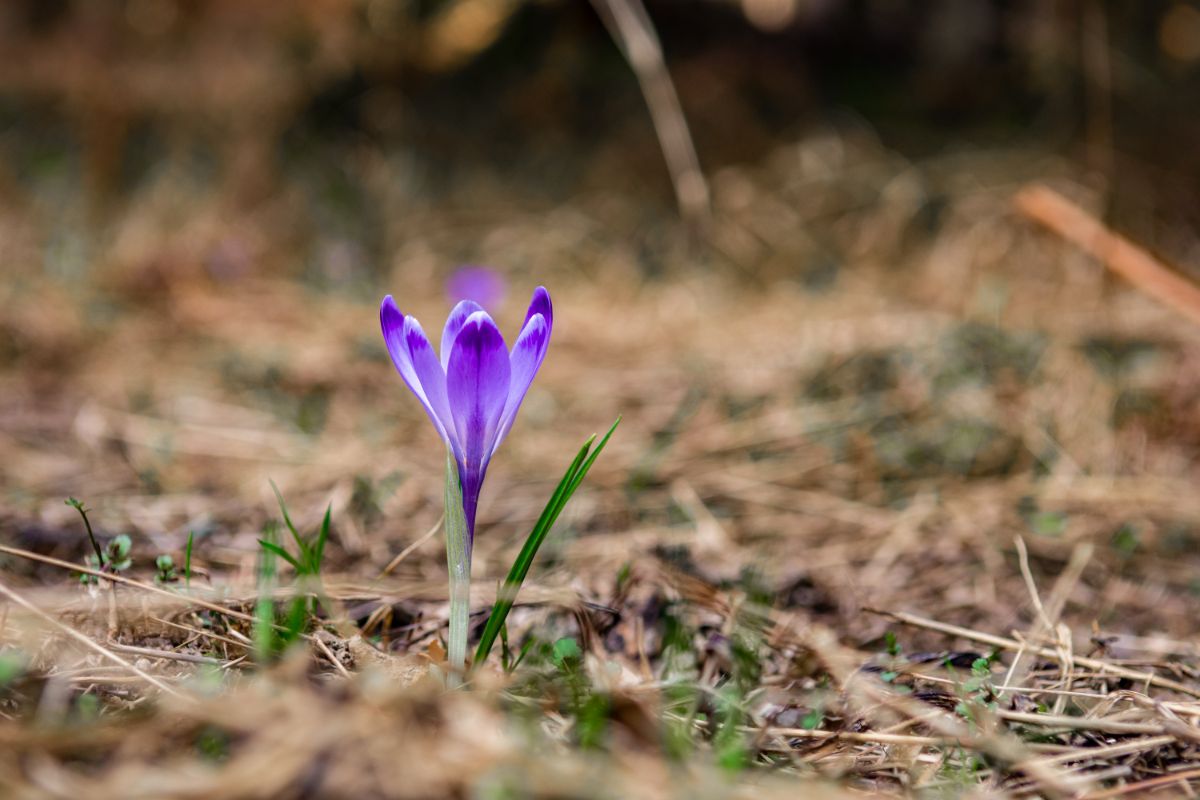 Saffron crocuses grown in a crocus bed