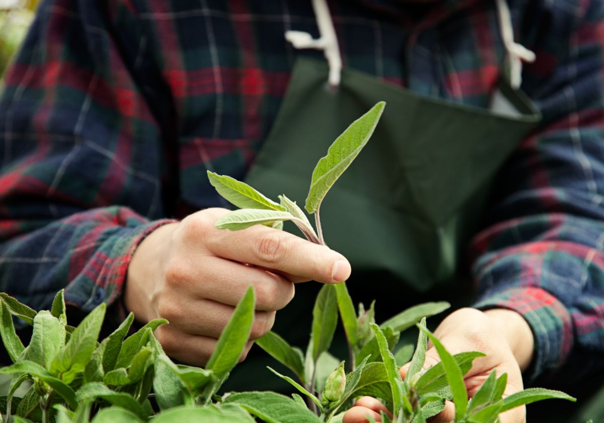 A man takes cuttings from a sage plant to root and regrow