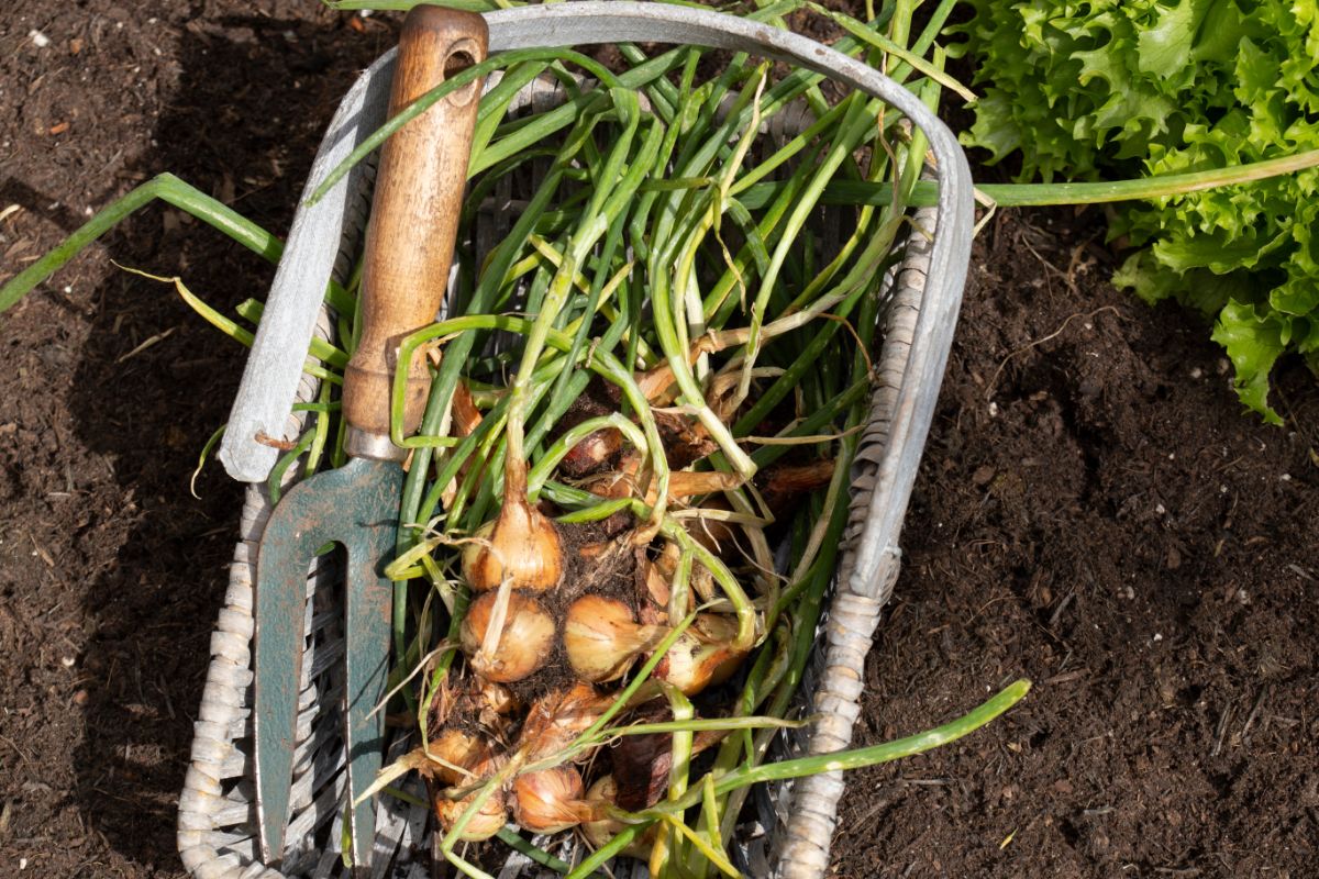 A basket full of shallots aka multiplier onions