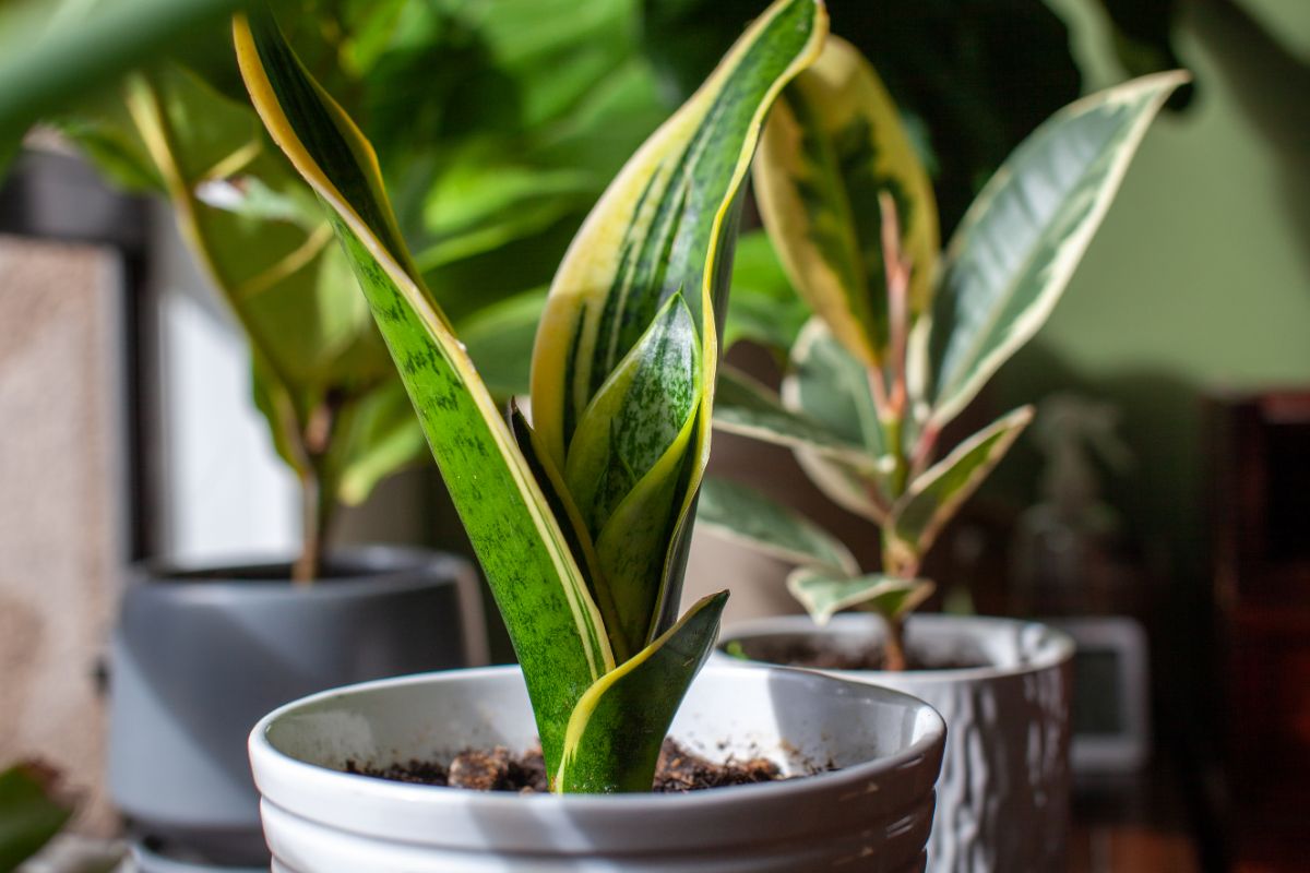 Reverse-hardened house plants thrive indoors