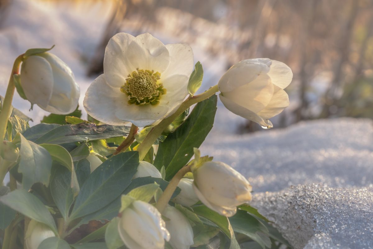 Classic hellebores in a snow covered winter garden