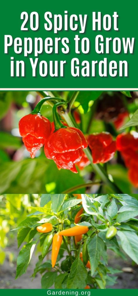 20 Spicy Hot Peppers to Grow in Your Garden pinterest image.