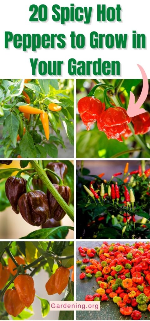 20 Spicy Hot Peppers to Grow in Your Garden pinterest image.