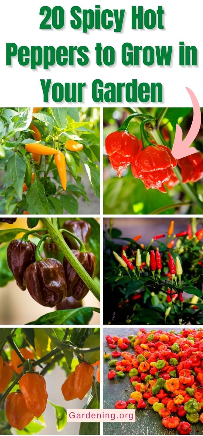 20 Spicy Hot Peppers to Grow in Your Garden - Gardening