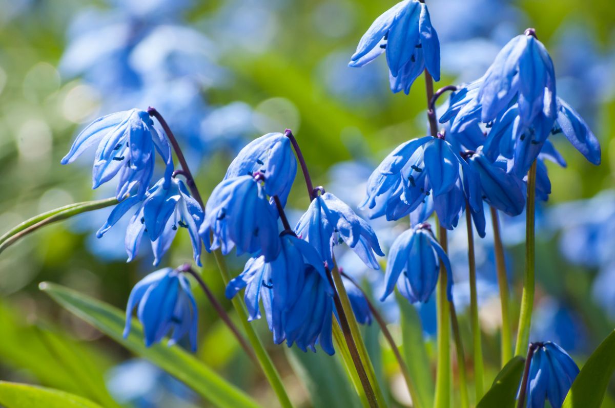 Delicately dropping Squill flowers