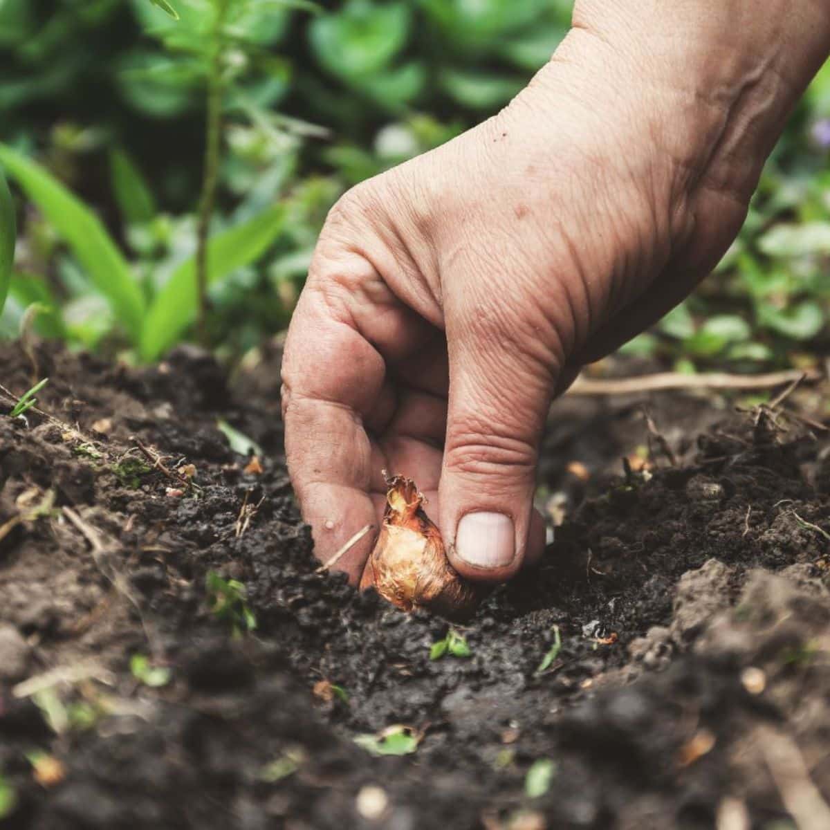 A gardener planting a bulb in the soil.