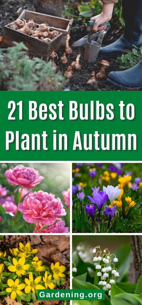 21 Best Bulbs to Plant in Autumn pinterest image.