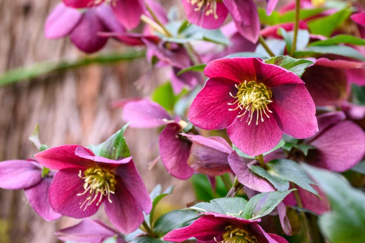 Pretty pink hellebore flowers