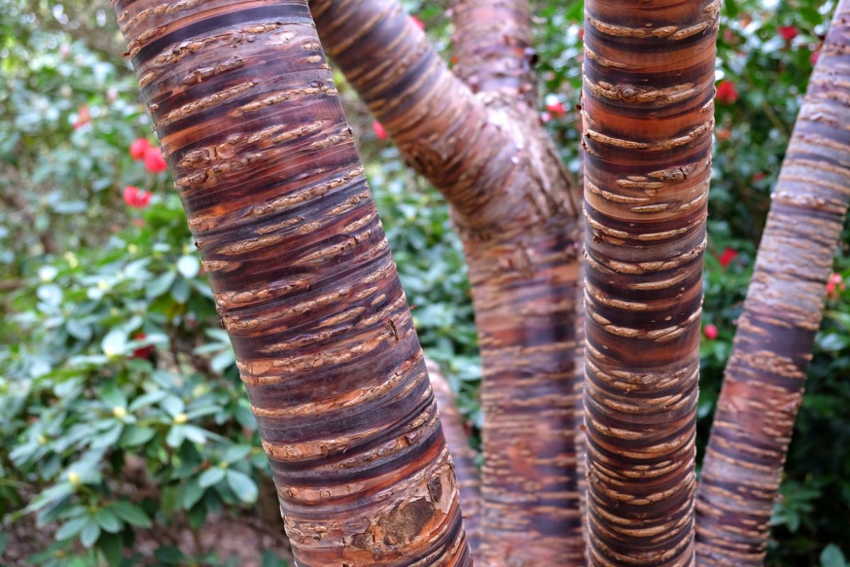 Striated striped red bark on a Tibetan cherry tree