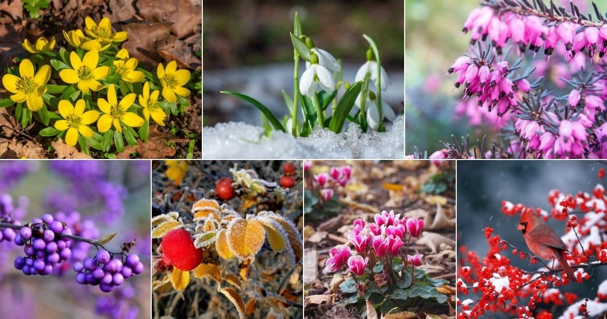 Flowers that will thrive in your garden during winter