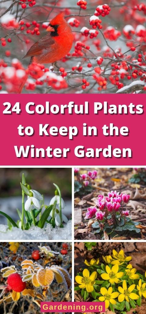 24 Colorful Plants to Keep in the Winter Garden pinterest image.