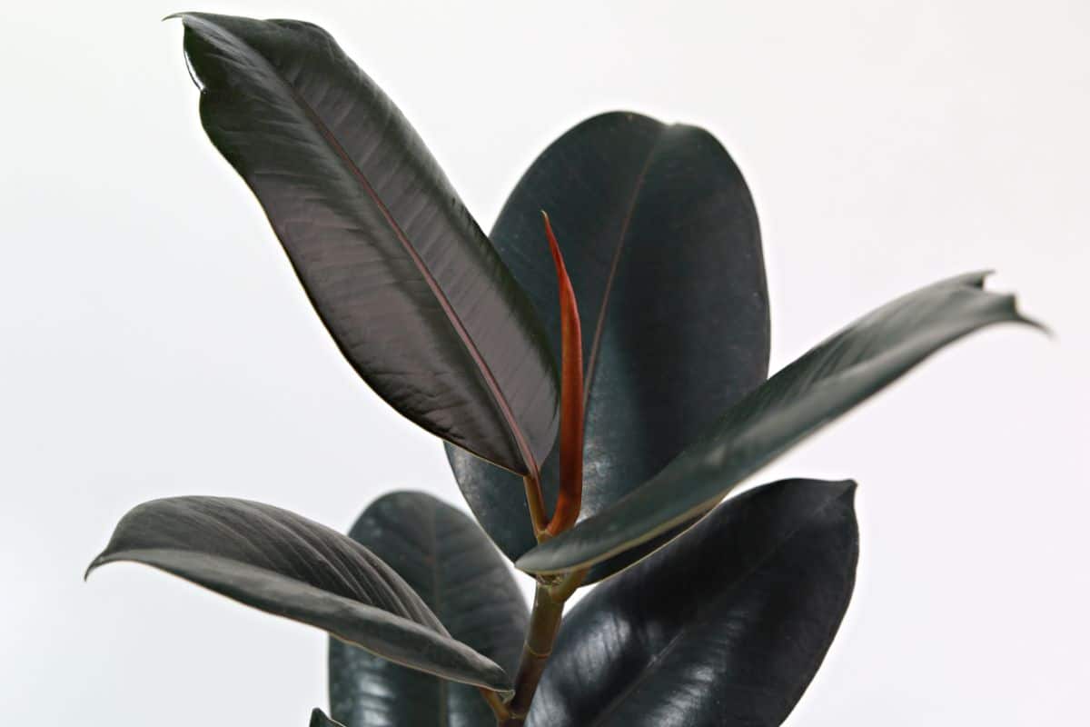 Rubber plant is a visually striking addition to the home or office