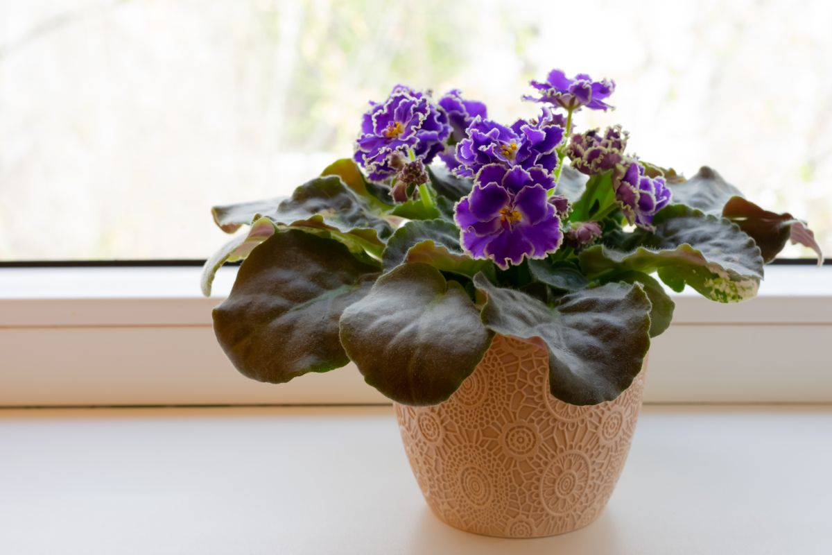 African violets, a favorite flowering  houseplant