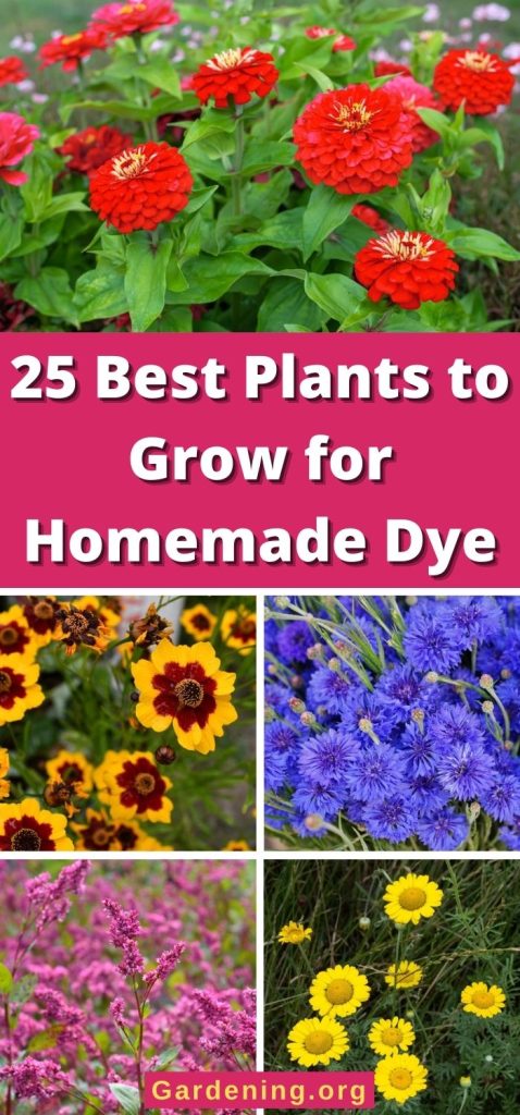 25 Best Plants to Grow for Homemade Dye pinterest image.