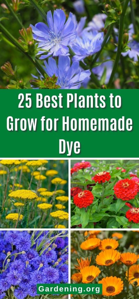 25 Best Plants to Grow for Homemade Dye pinterest image.