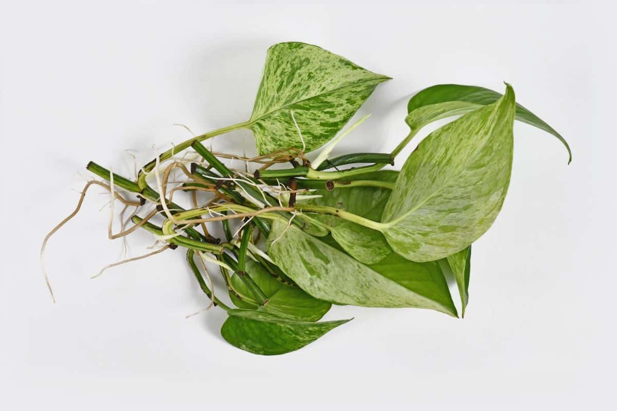 Pothos cuttings with roots ready for planting in soil