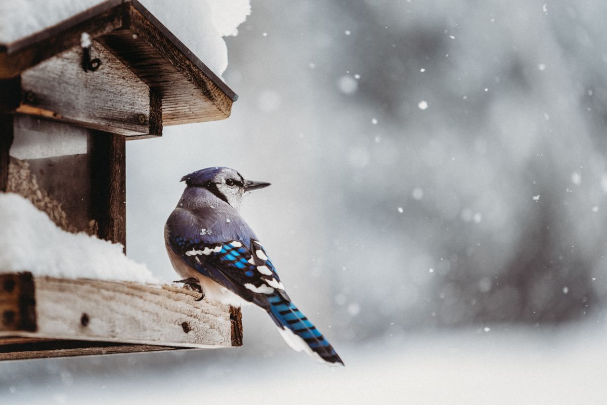 A blue jay bird sitting on a snowy bird feeder
