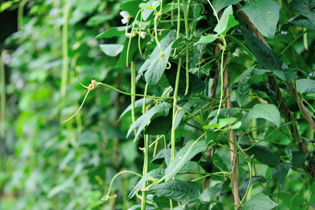 Long green pole beans grow on a bamboo trellis pole