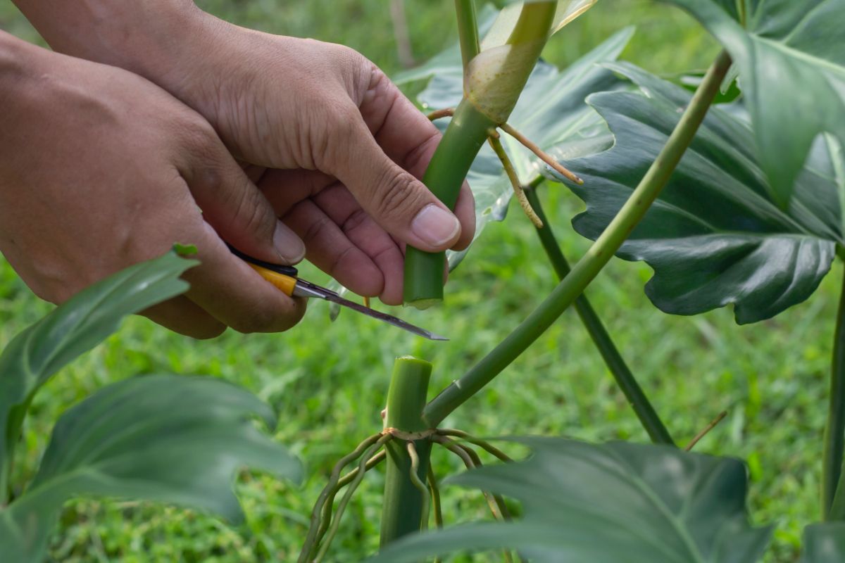 A picture showing how to take philodendron cuttings