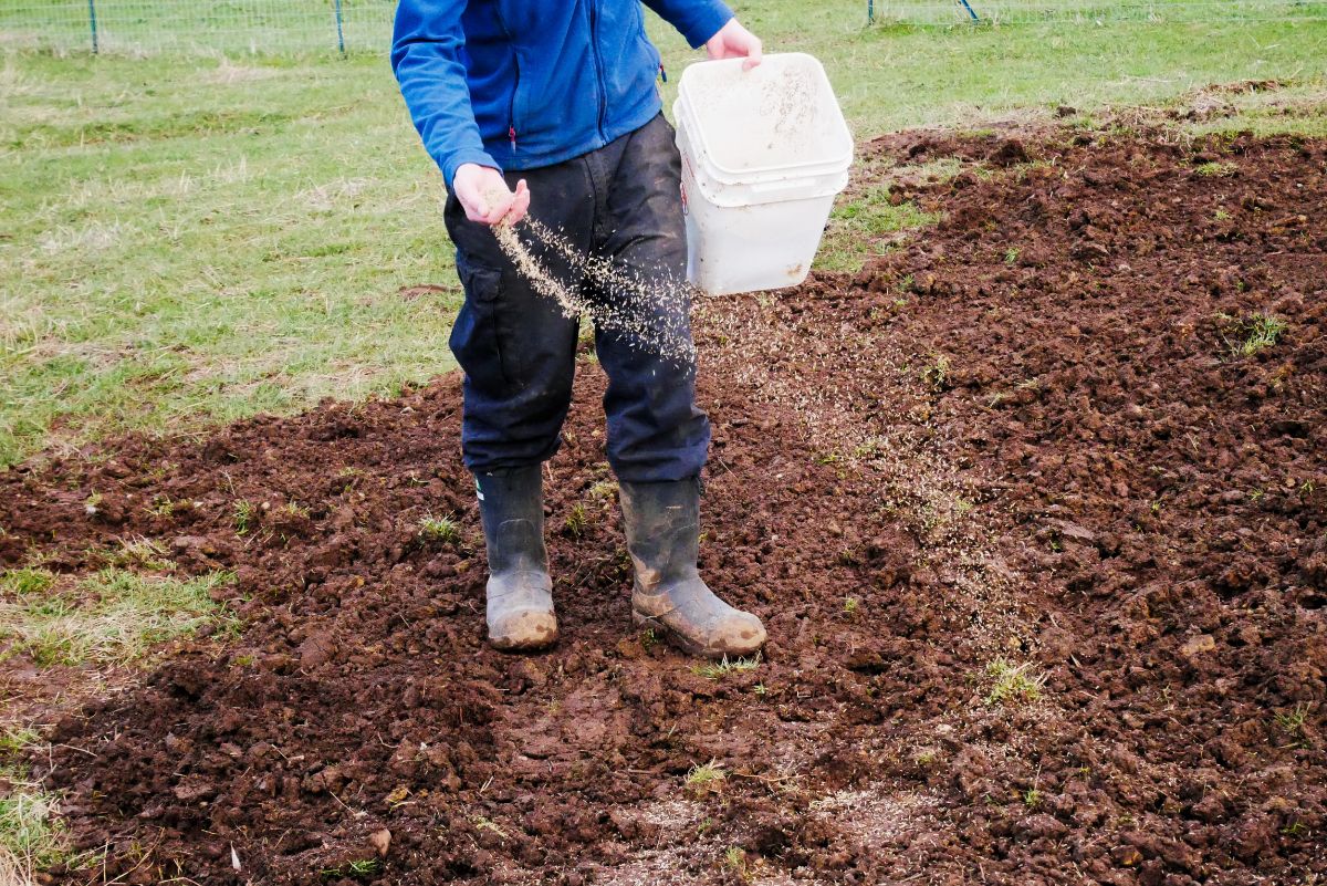 A person spreads clover seed by hand on an area of new clover lawn