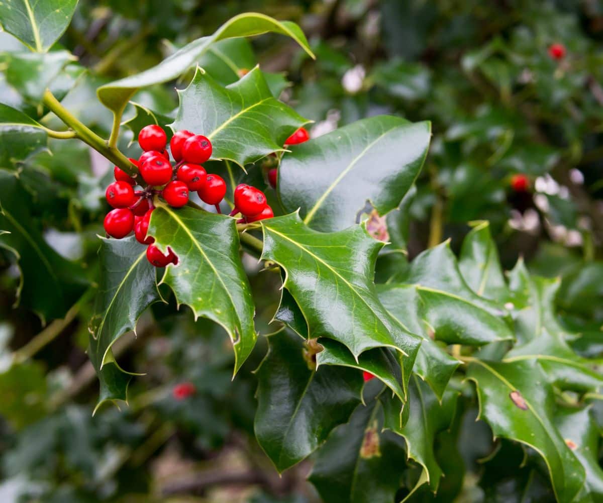 Holly bush with waxy green leaves and red berries