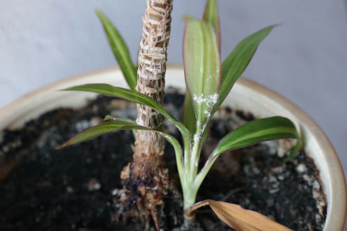 Signs of insect infestation on a houseplant that is being moved indoors