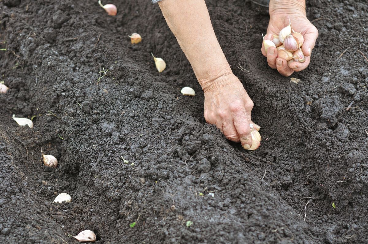 A gardener planting garlic in well-spaced rows