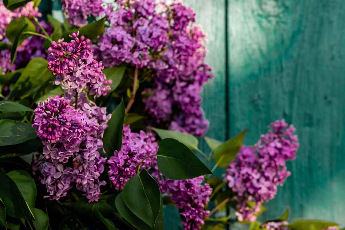 Purple lilacs set against a green barn