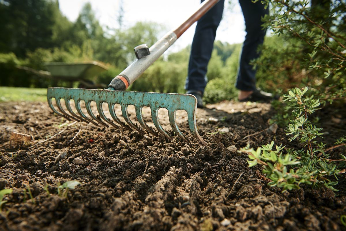 A gardener raking a bed of rich soil for shallots