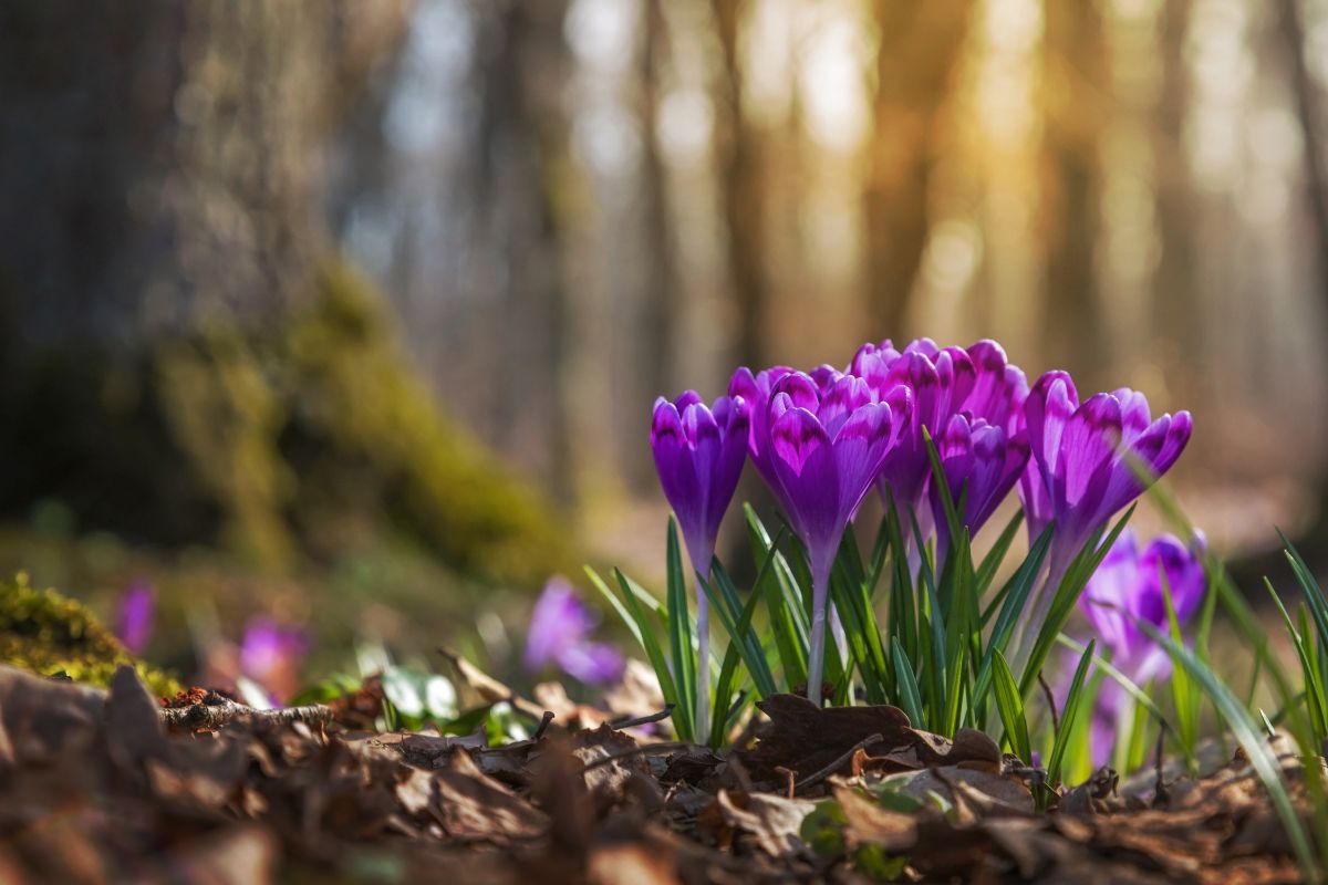 A clump of purple crocuses blooms together