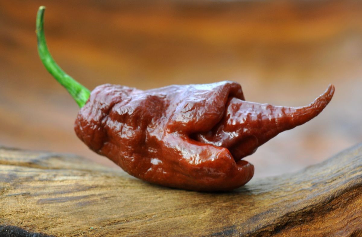 Smoky flavored super hot pepper, Trinidad Scorpion