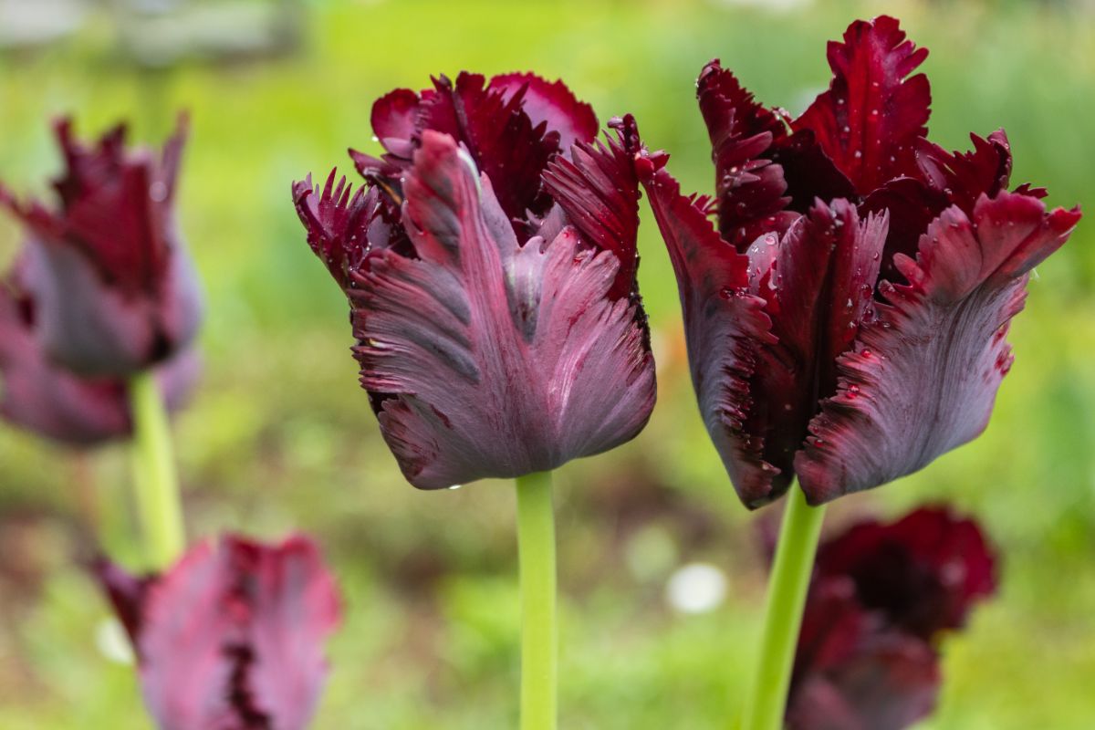 Dark purple tulips with ragged edges