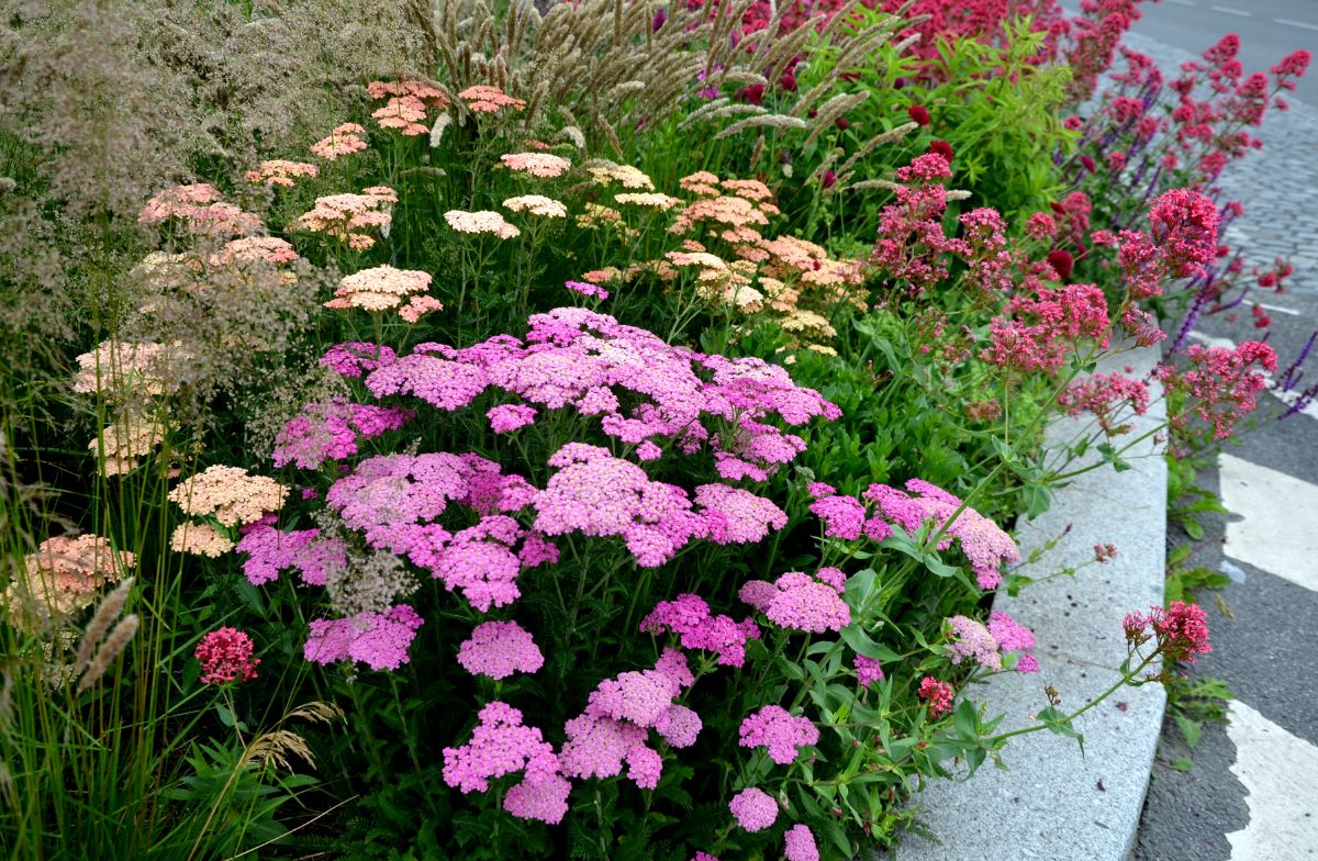 Perennial Yarrow mixed in a flower bed comes back year after year