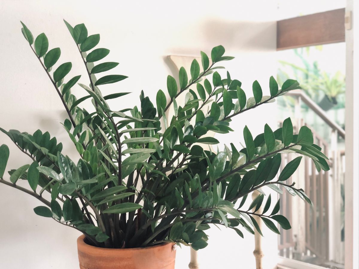 ZZ plants are easy to care for