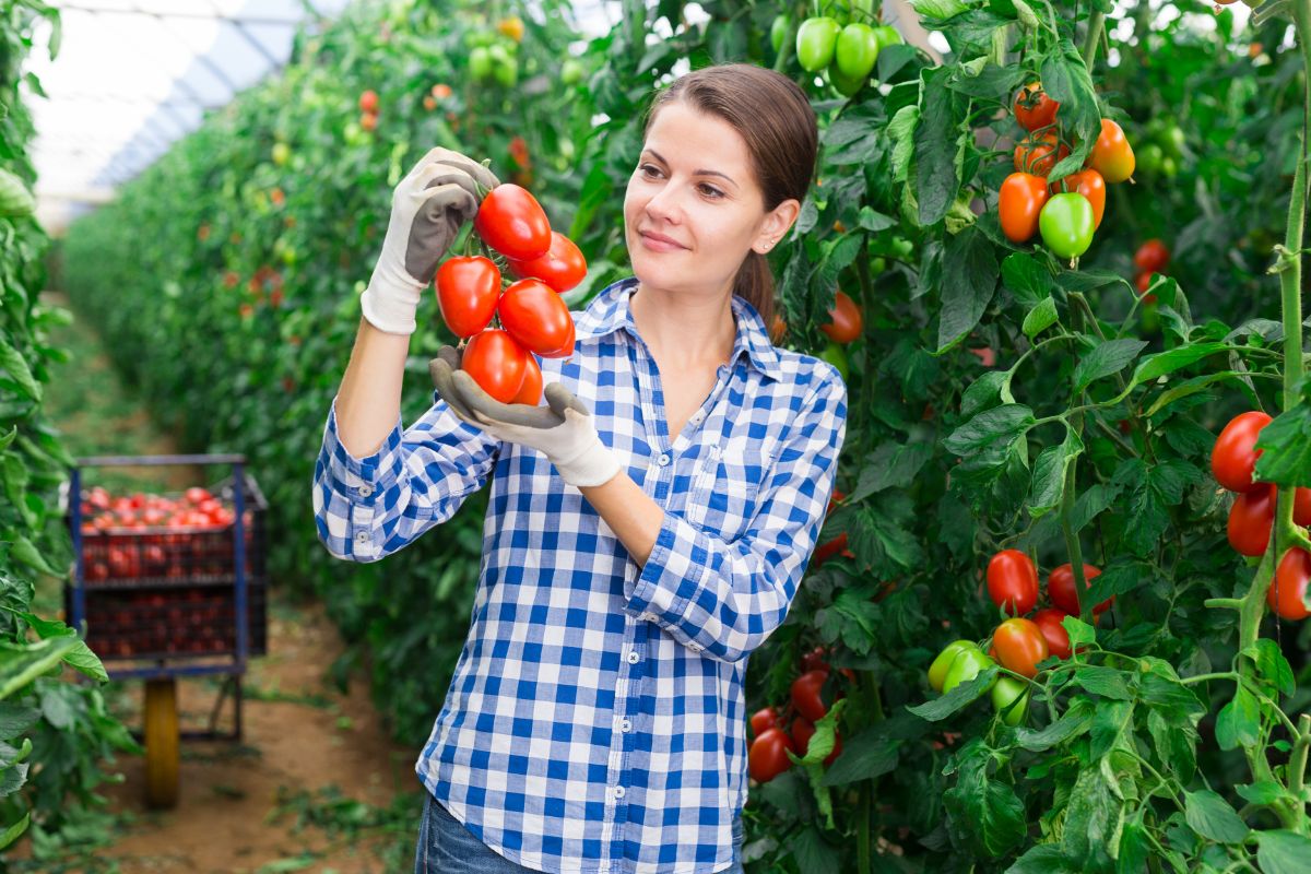 A woman hold a bunch of Big Mama plum tomatoes, admiring them for their large size