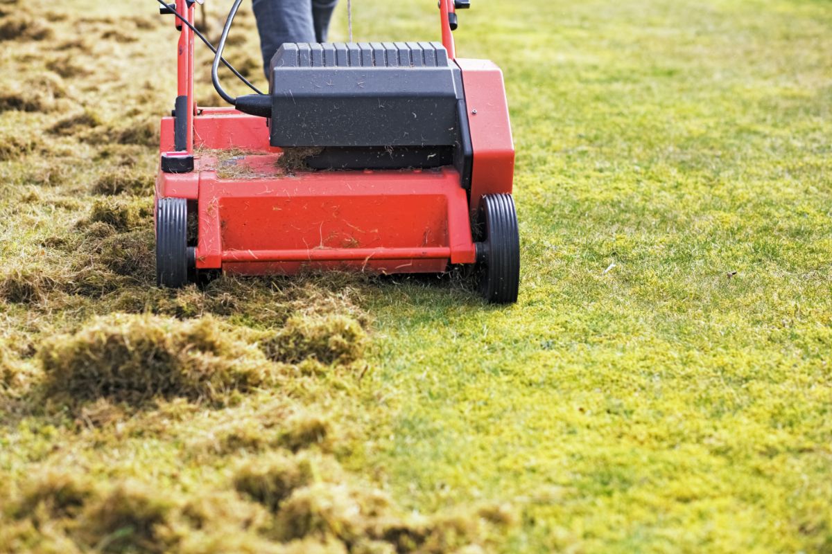 A homeowner mows their grass in preparation for overseeding a new clover lawn