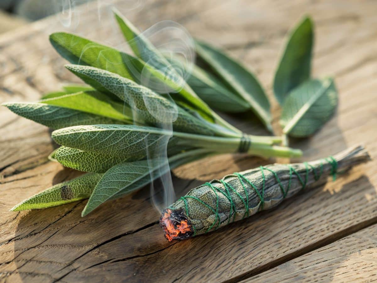 Sage leaves harvested from plants grown from seed