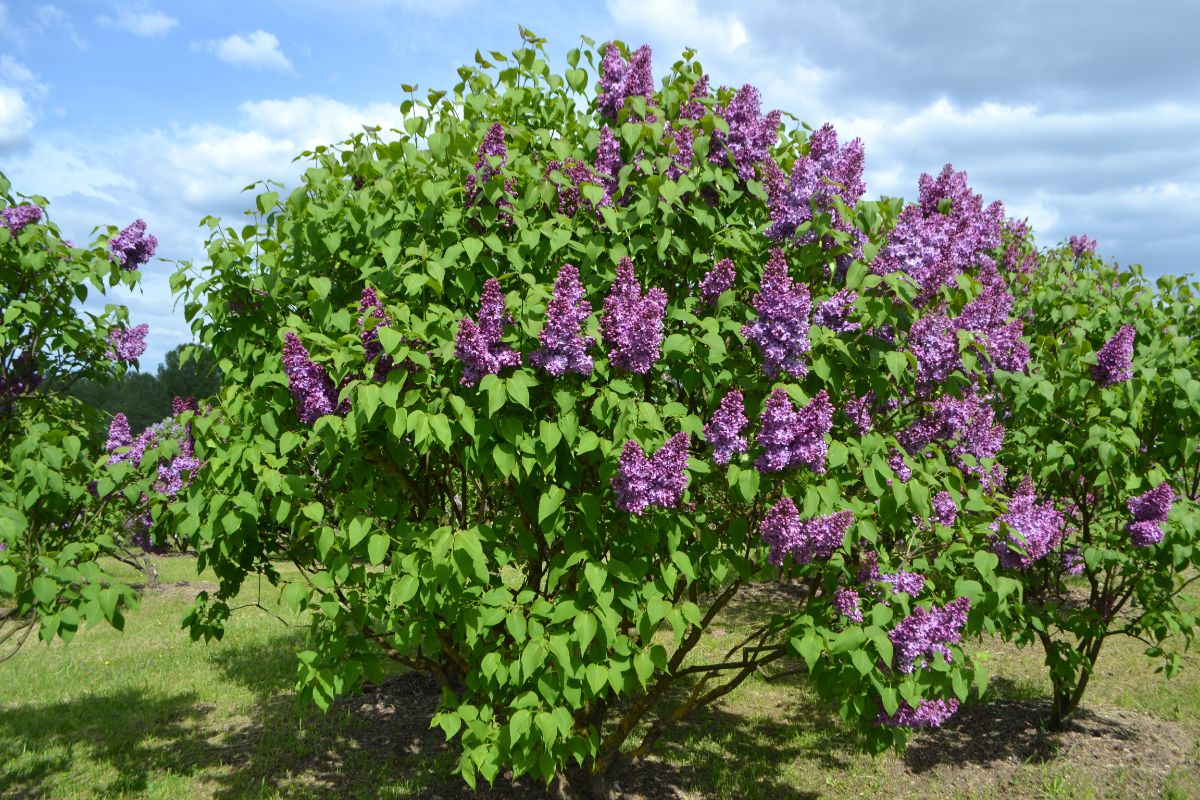 A large lilac old enough to grow suckers