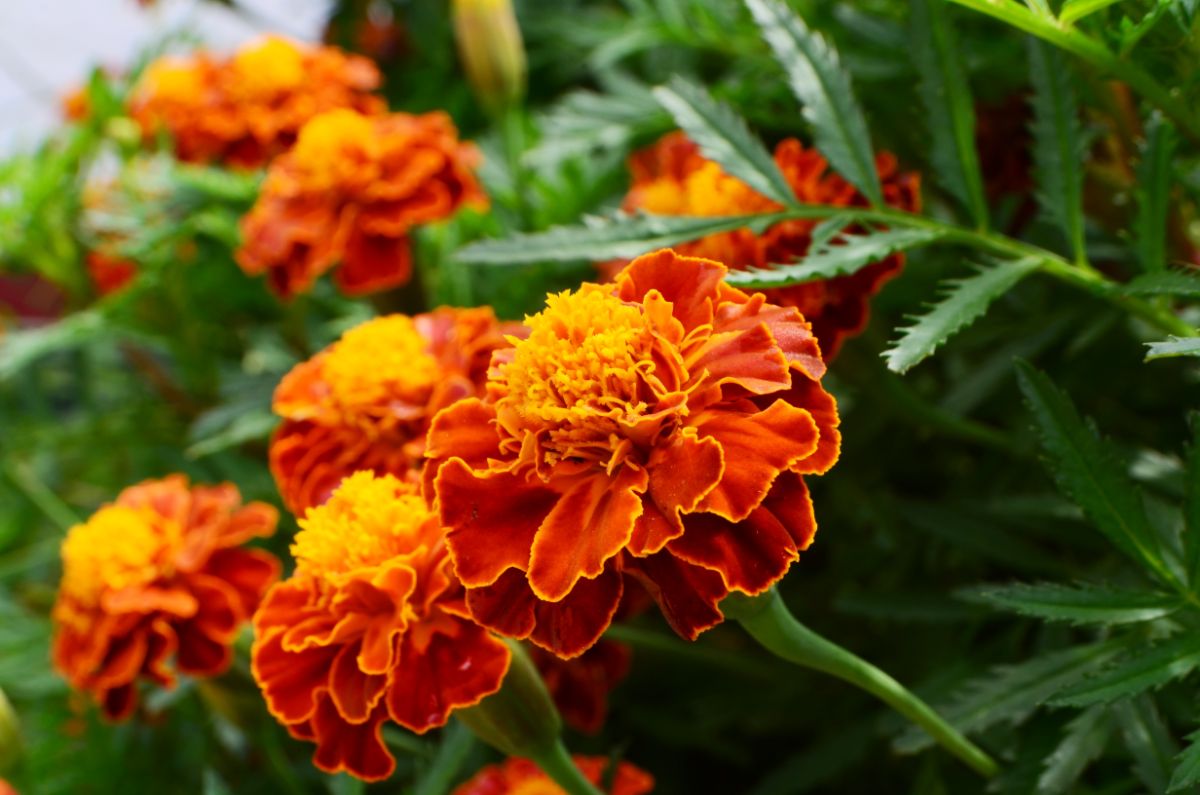 Bright orange classic marigolds are good tomato companions