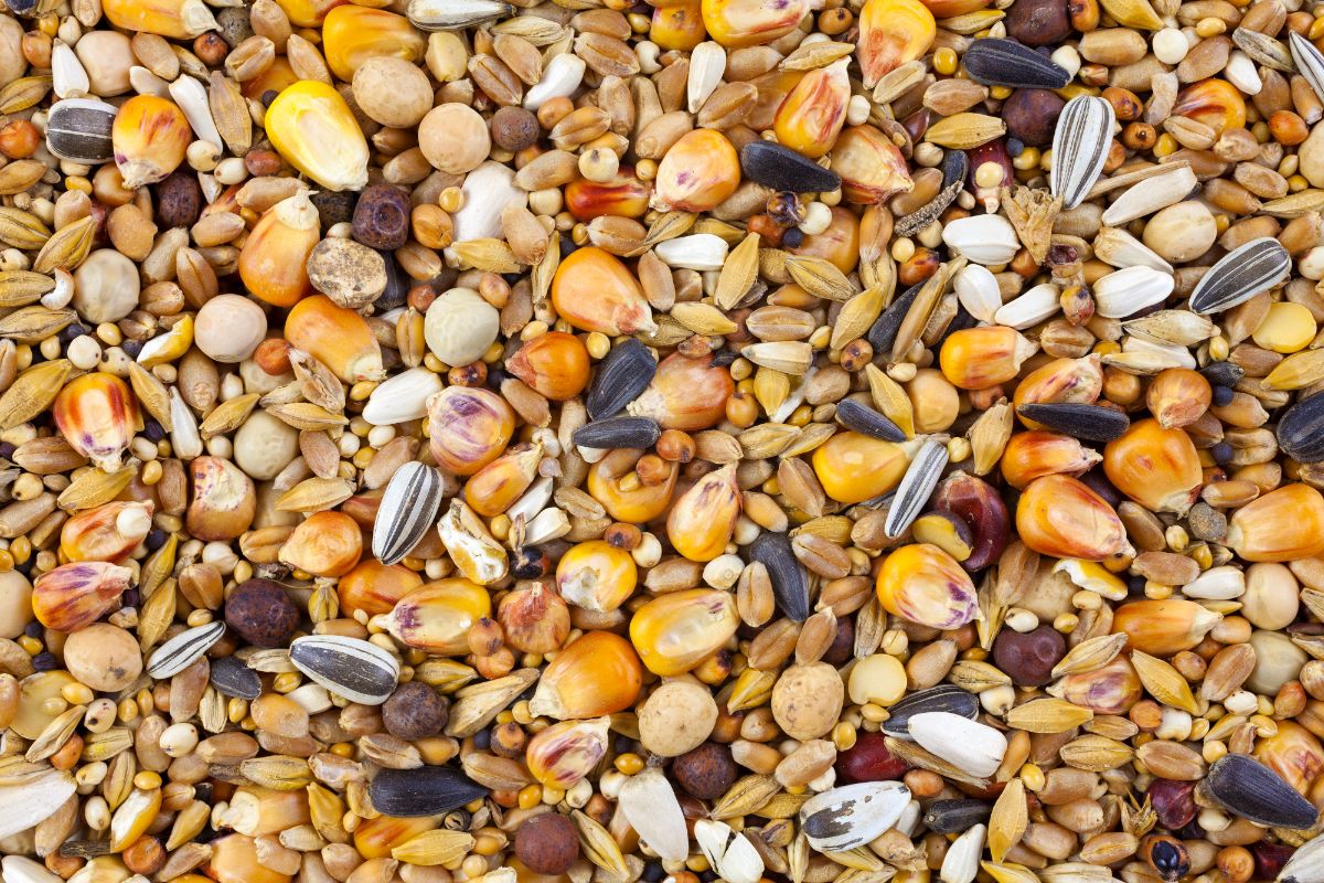 Bird seed blend with a variety of types of seed.