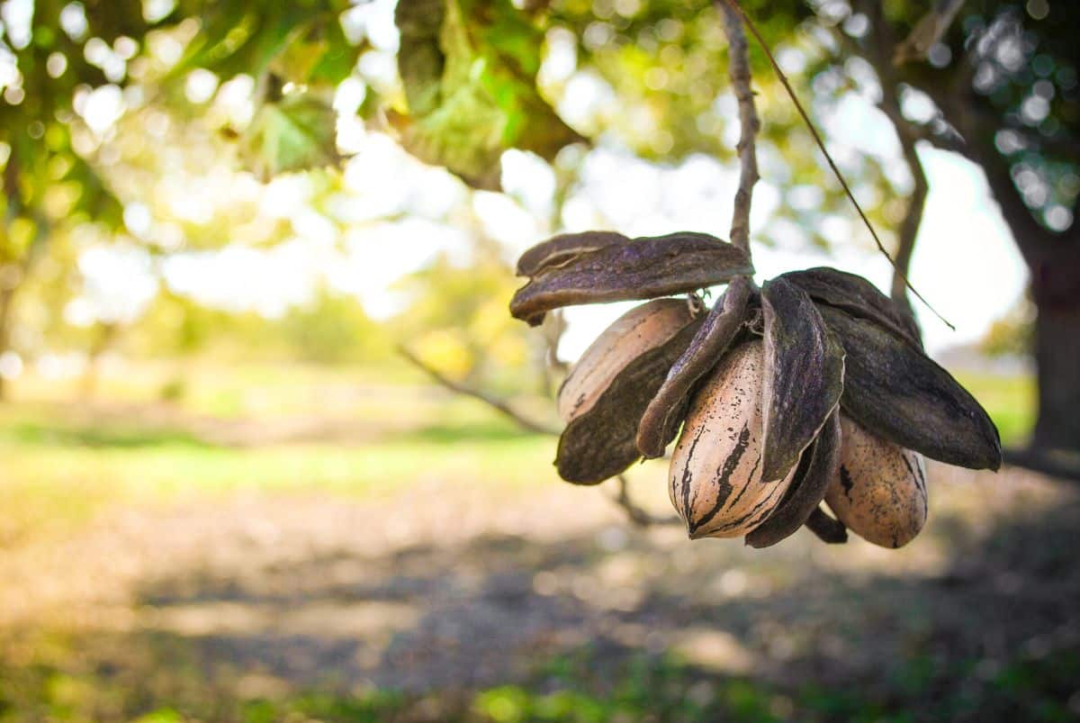 Ripe pecans hang from a tree ready to harvest