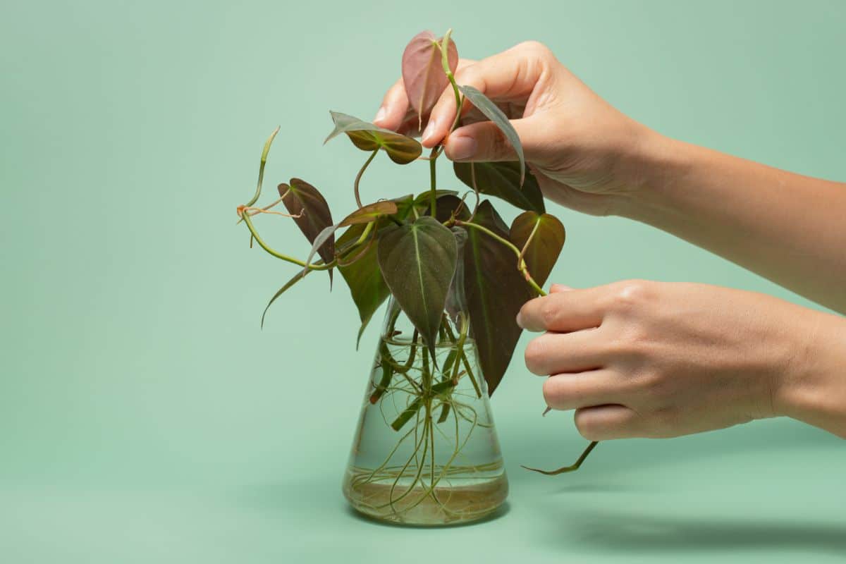 Cuttings from a vining type philodendron rooted in water