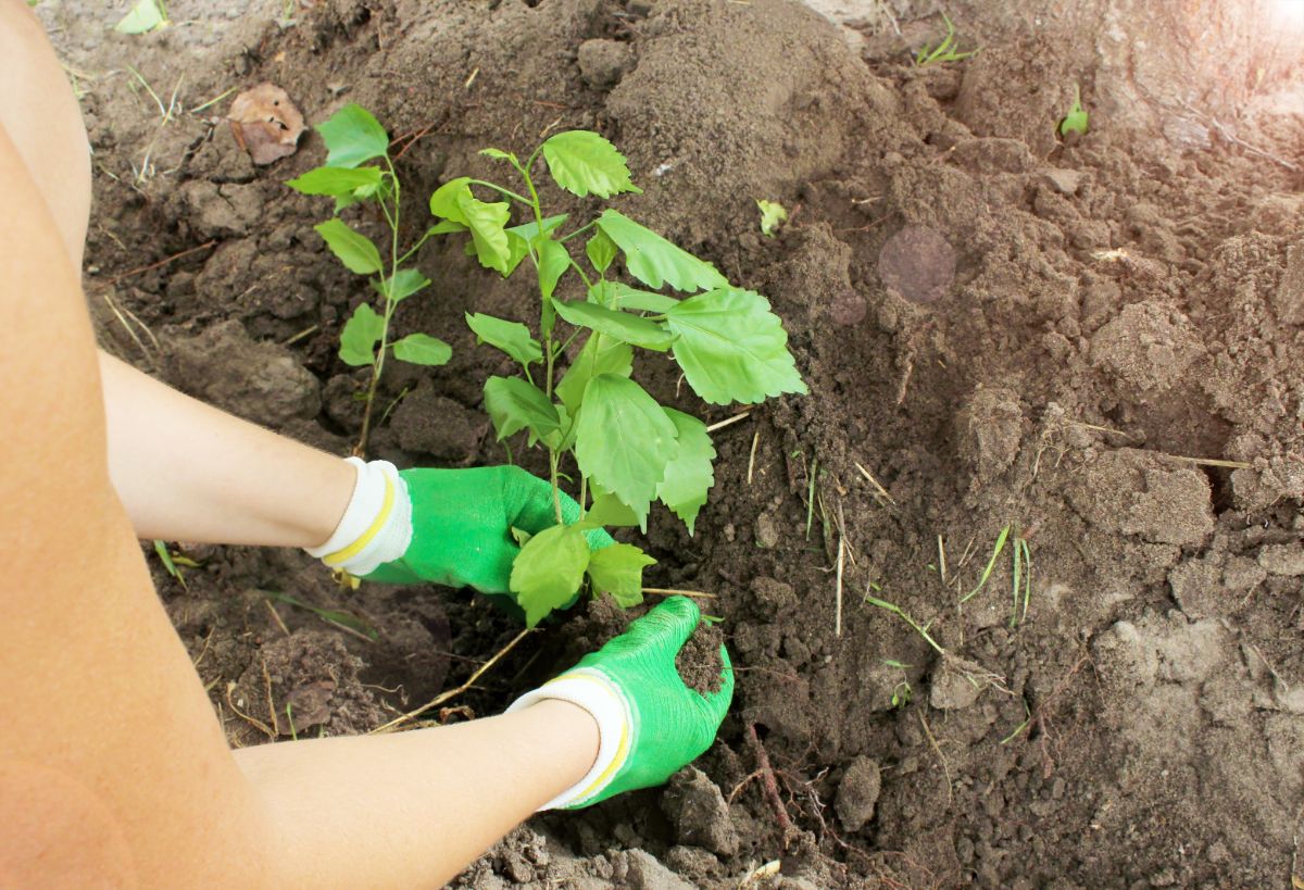 Transplanting hibiscuses to their new garden home.