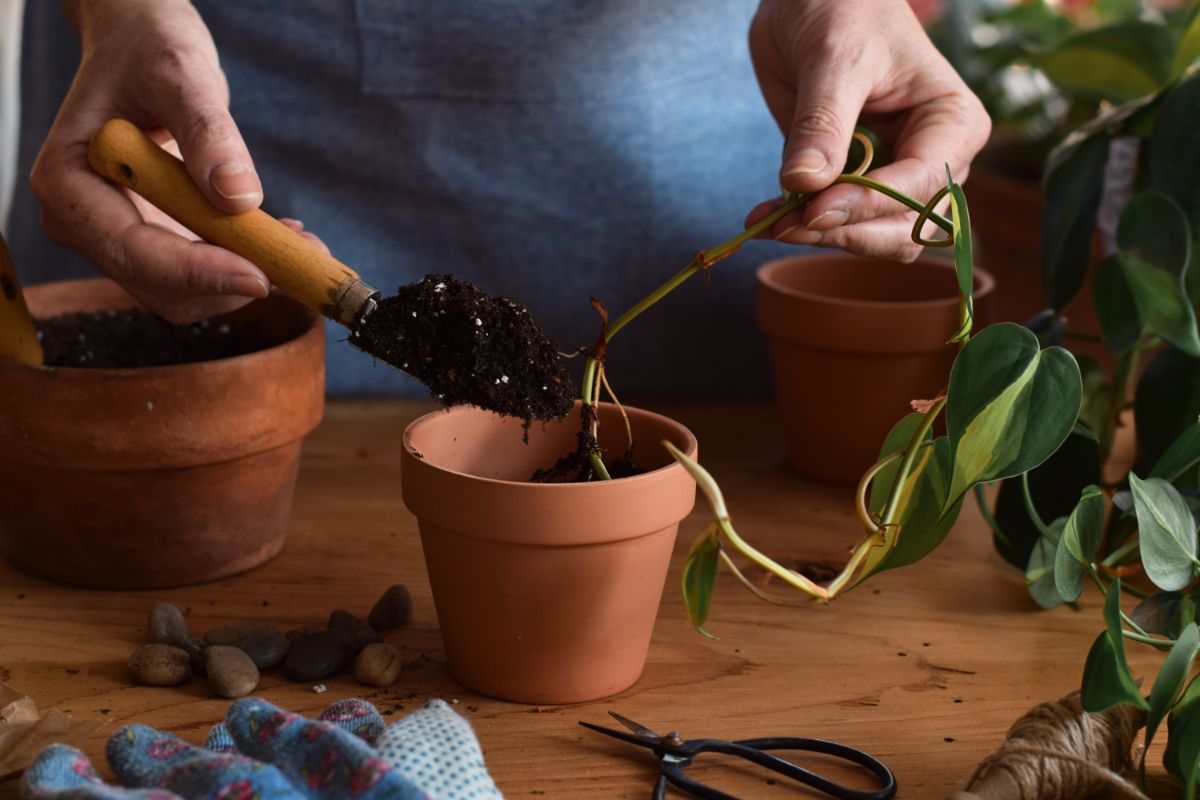 A person transplants rooted pothos cuttings into pots with soil