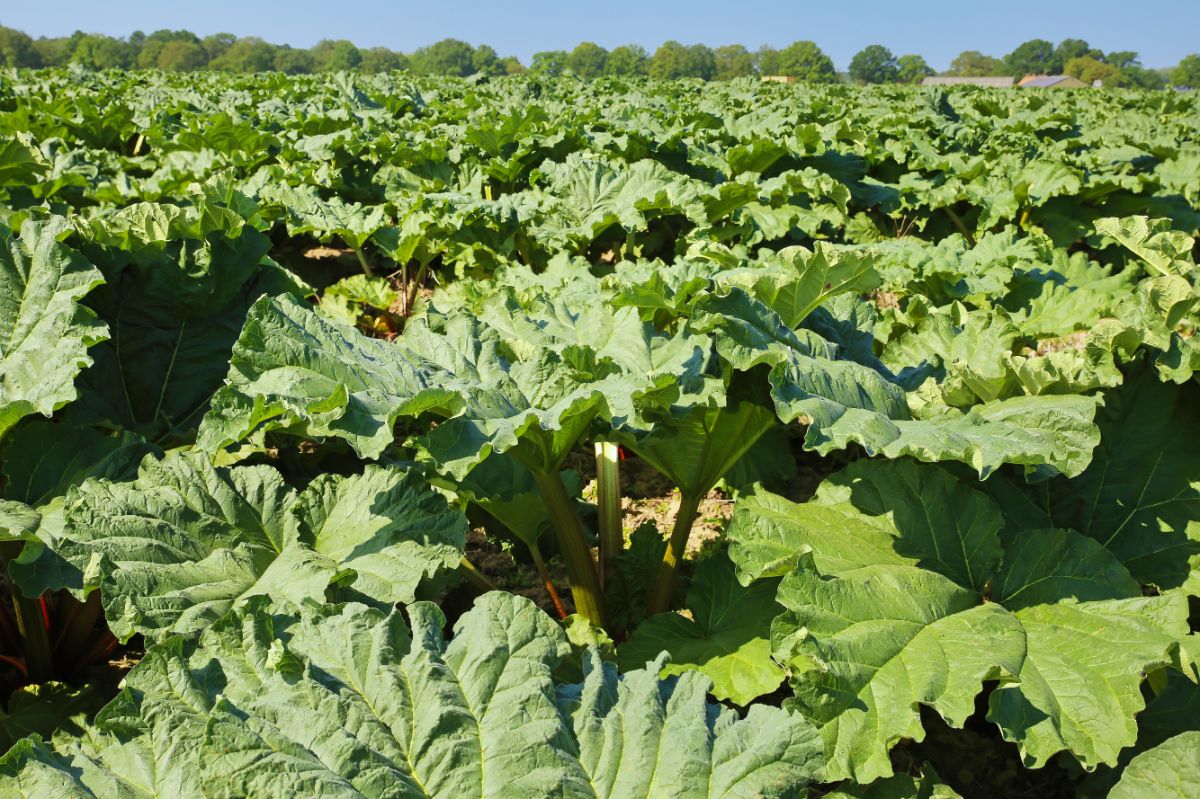 A large field of commercially-grown rhubarb