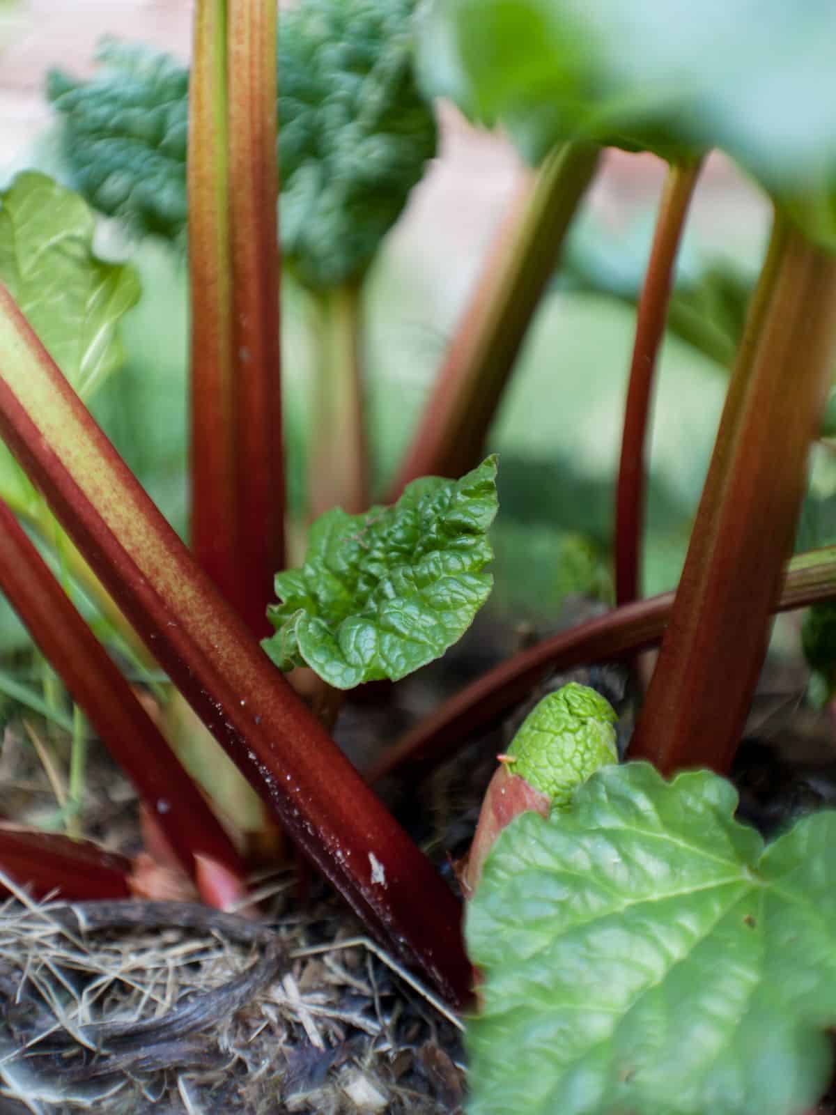 Rhubarb mulched and fertilized in the fall