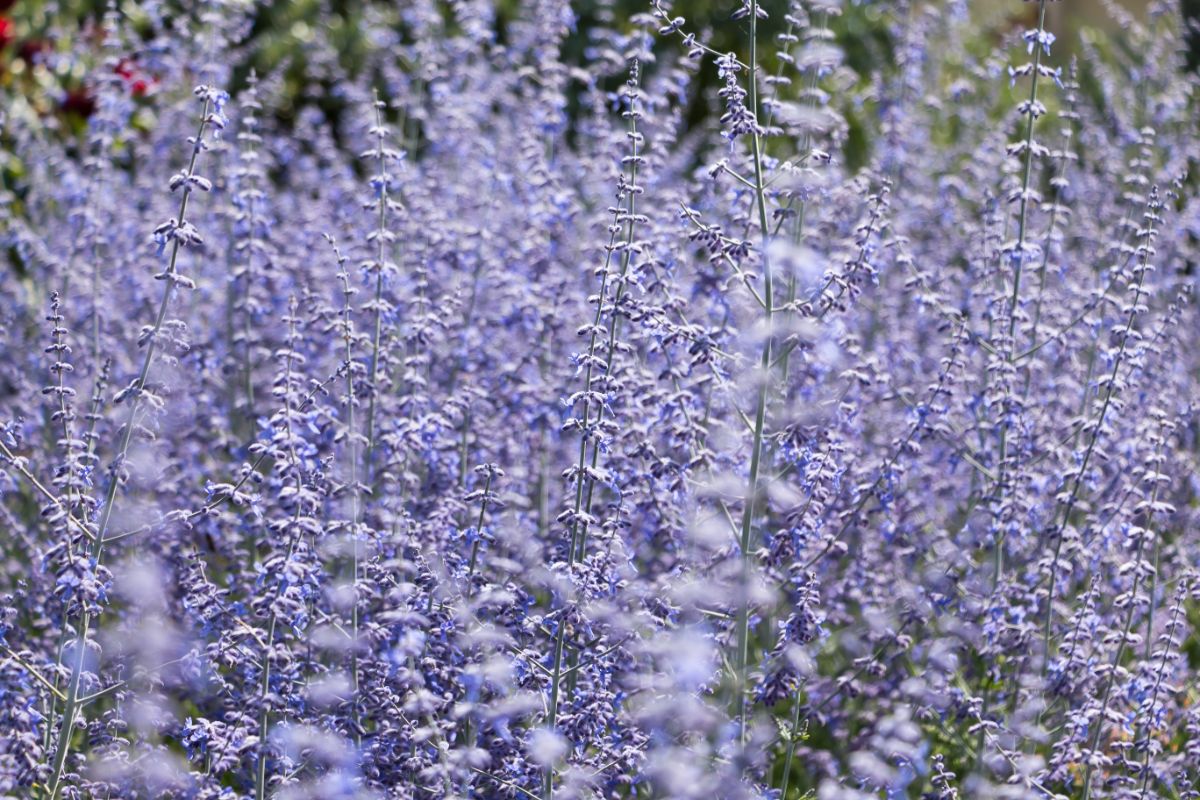 A bed of flowering purple Russian sage, ideal for blue dye