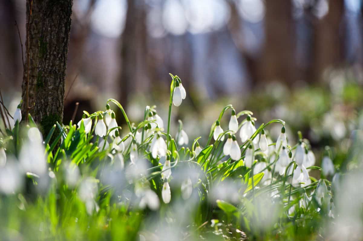 Snowdrop flowers growing in late winter