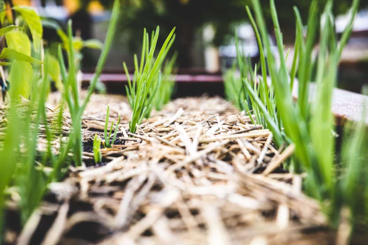 A mulched bed of shallots protects bulbs