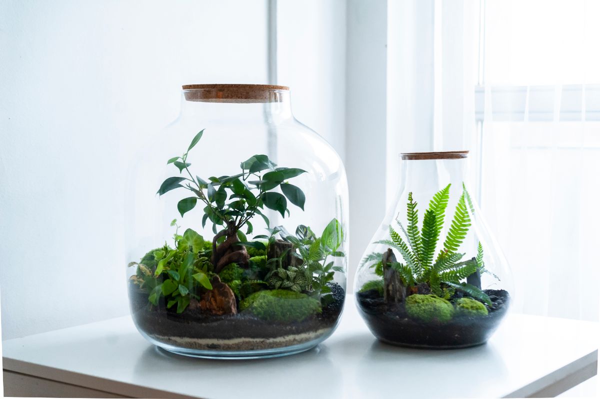 Plants in a glass terrarium jar